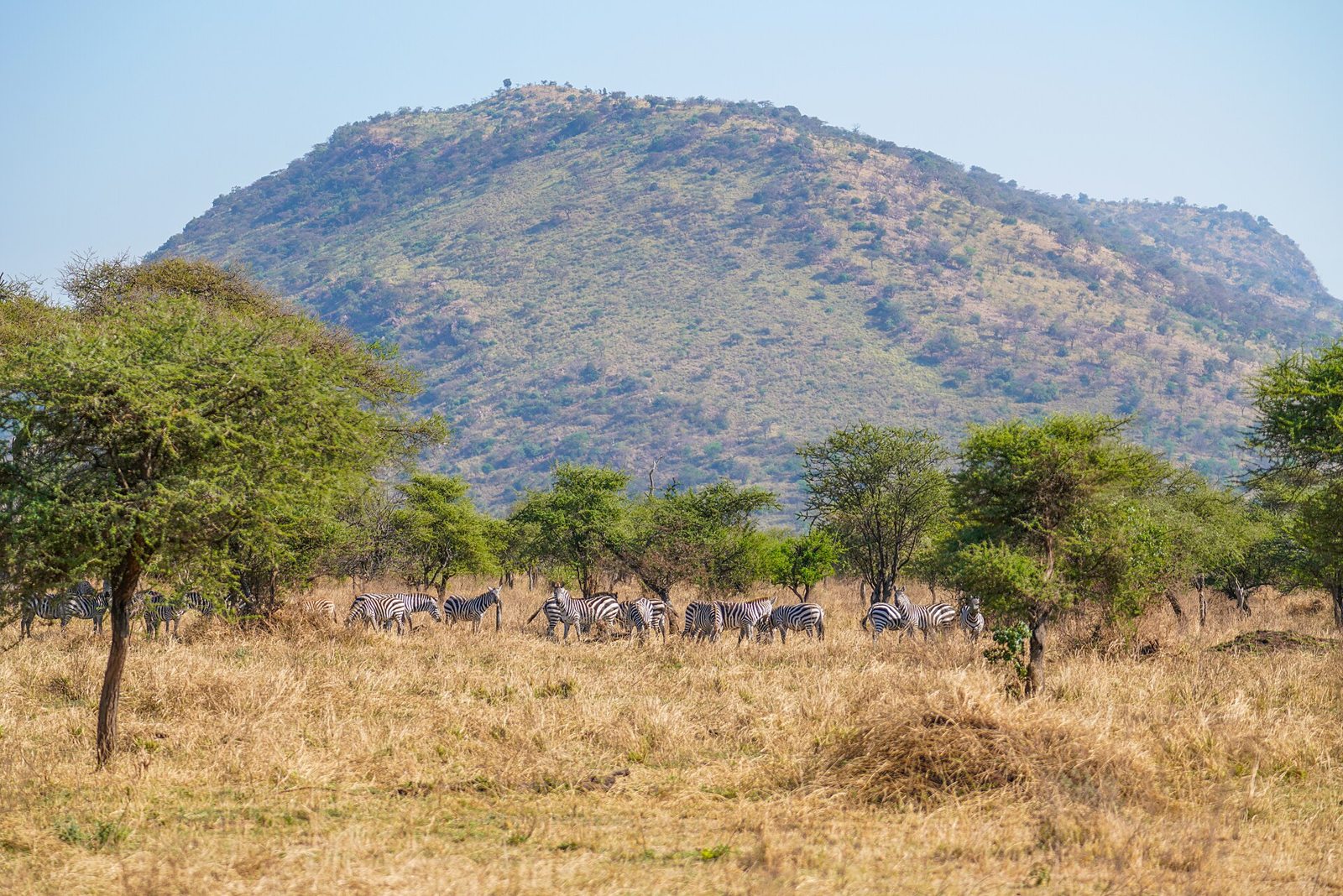 Tanzania, zebre nel Serengeti
